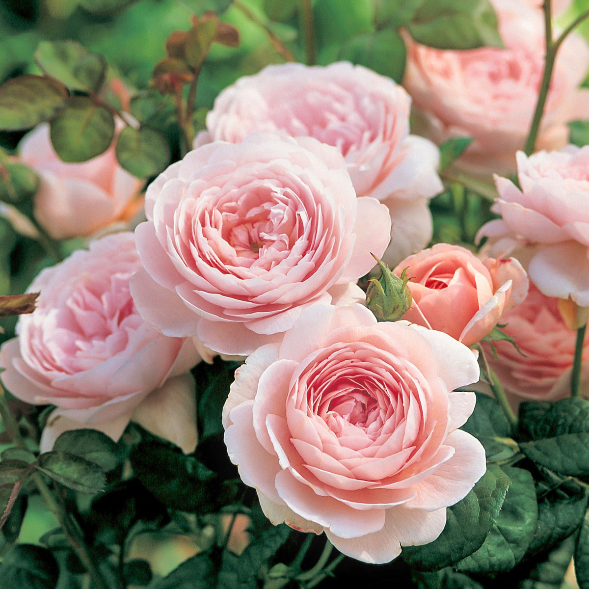 Queen of Sweden (English Shrub)