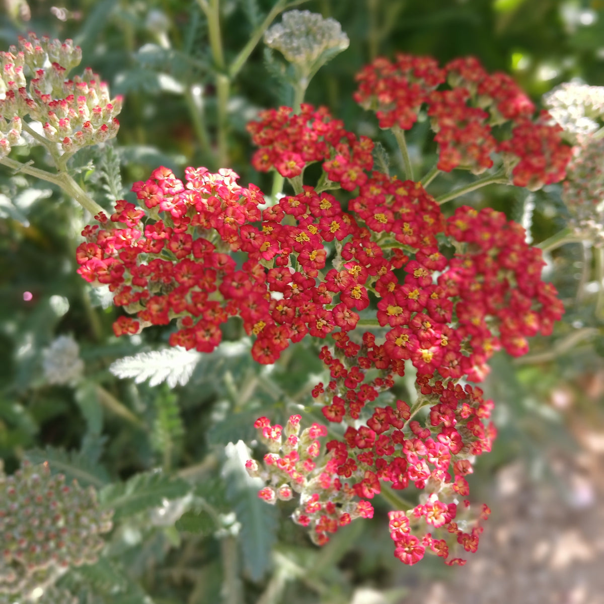 Achillea 'Walter Funcke' (1L)