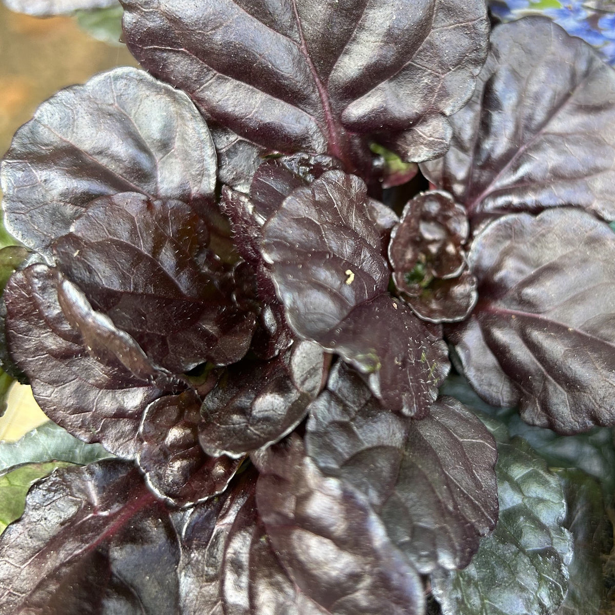 Ajuga reptans 'Black Scallop' (9cm) (PBR)