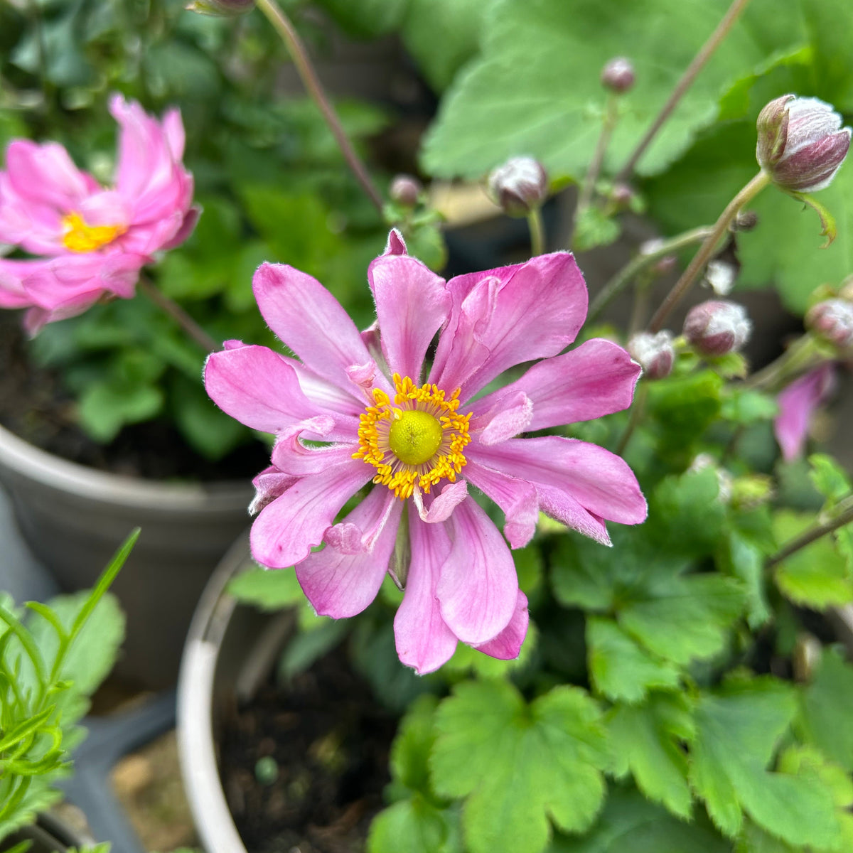 Anemone hupehensis 'Belle' (Fantasy Series) (2L)