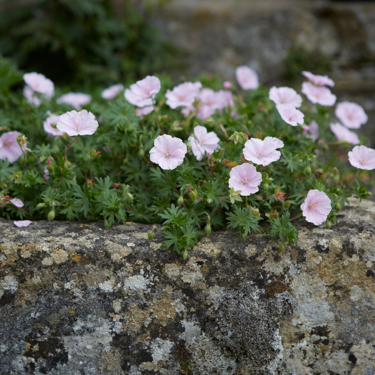 Geranium sanguineum var. striatum (1L)