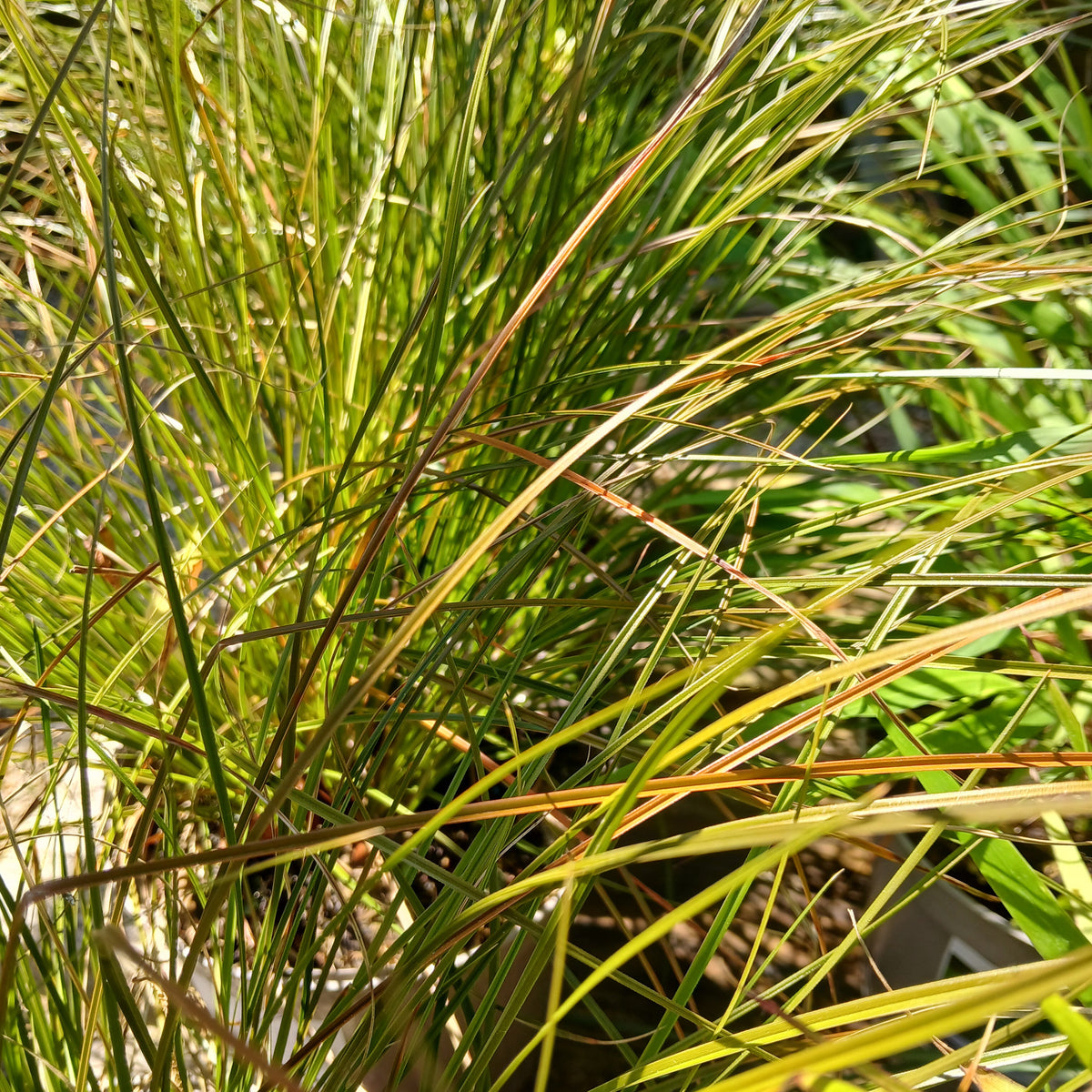 Carex testacea (2L)