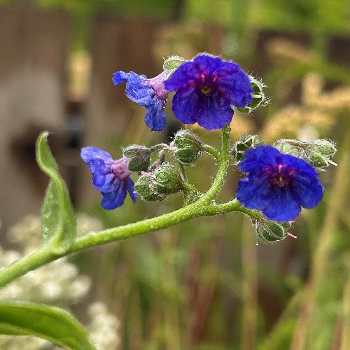 Cynoglossum nervosum (3L)