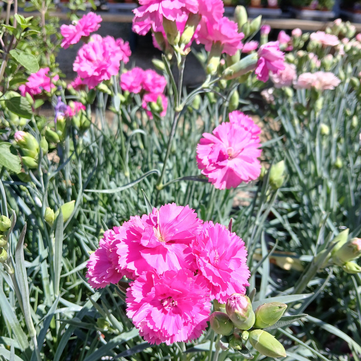 Dianthus 'Tickled Pink' (Scent First Series) (2L)