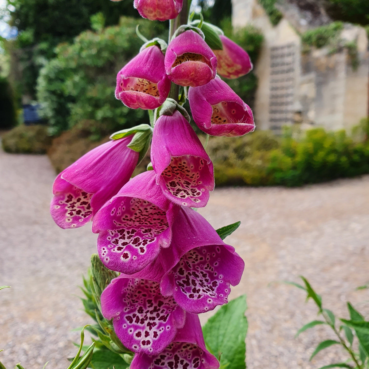 Digitalis purpurea (1L)
