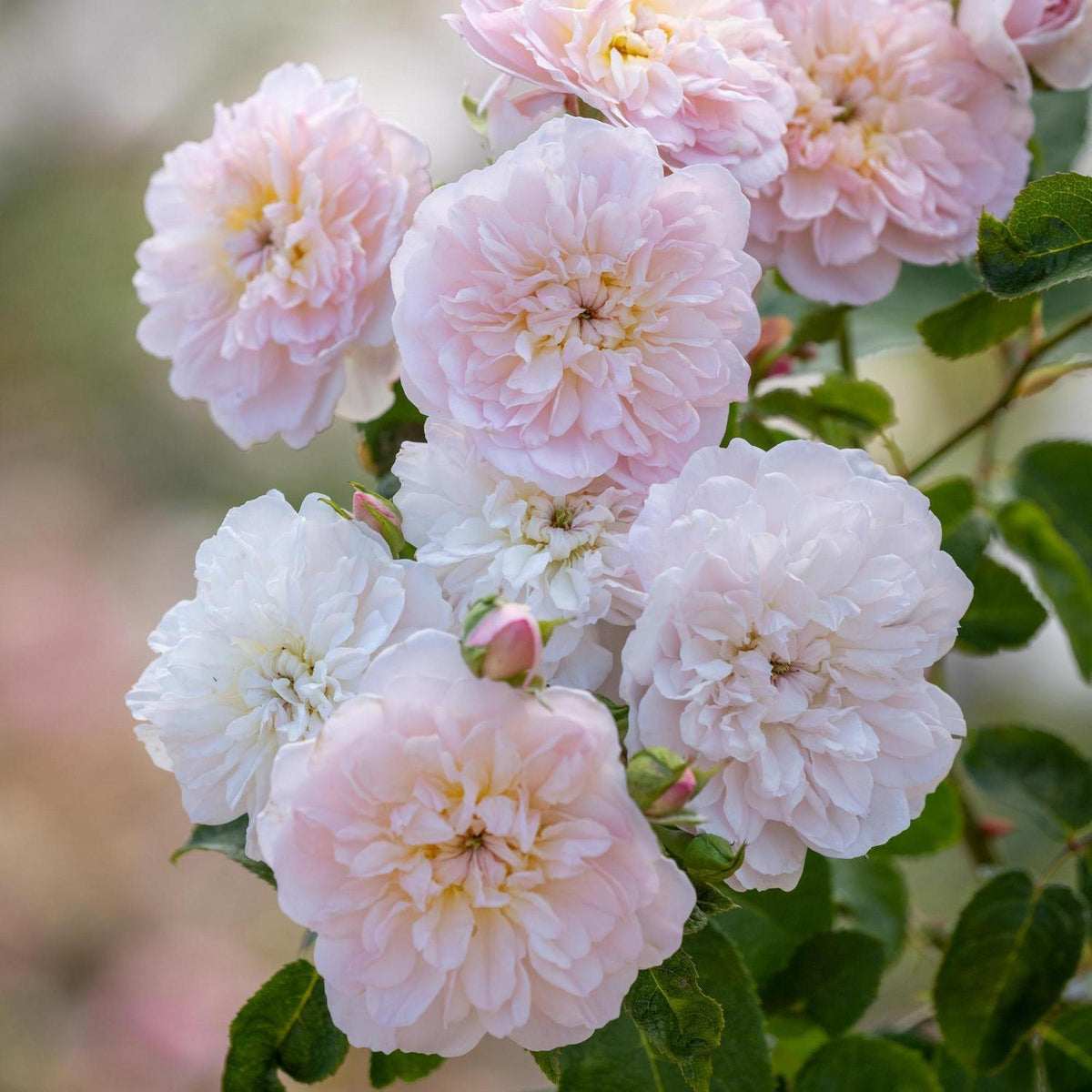 Elizabeth (English Shrub)