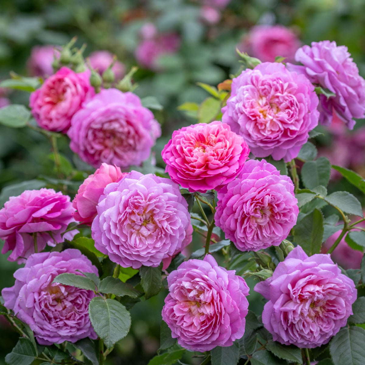 Emma Bridgewater (English Shrub)