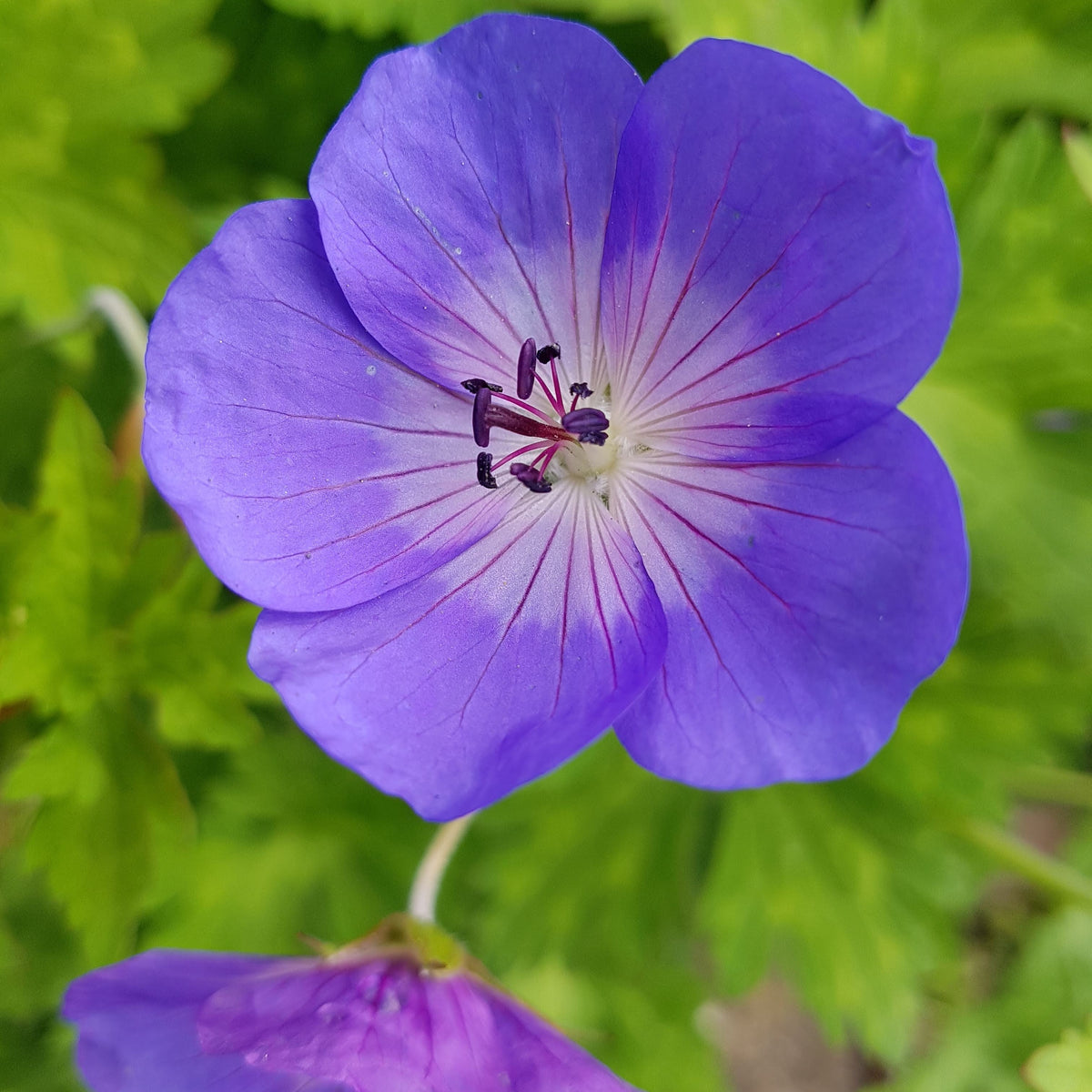 Geranium 'Rozanne' (3L)