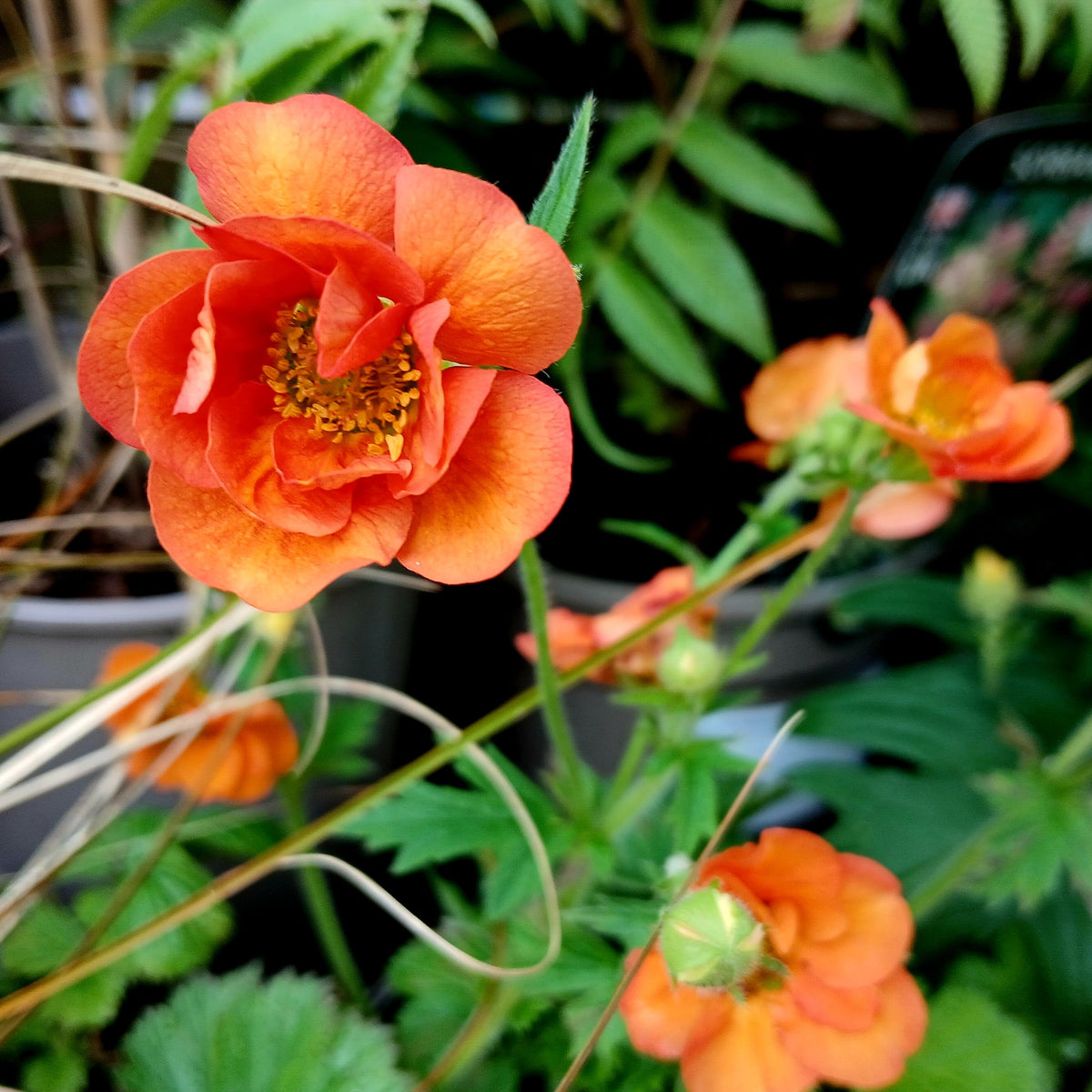 Geum 'Scarlet Tempest' (1L) (PBR)