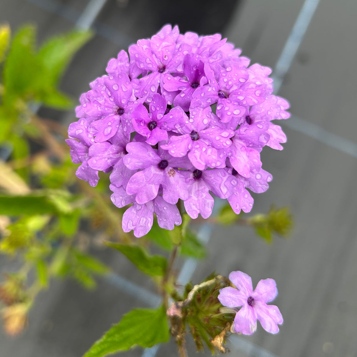 Glandularia 'La France' (2L)