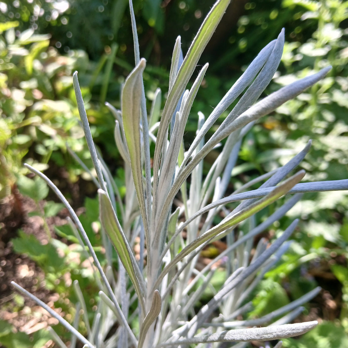 Helichrysum thianschanicum 'White Wonder' (1L)