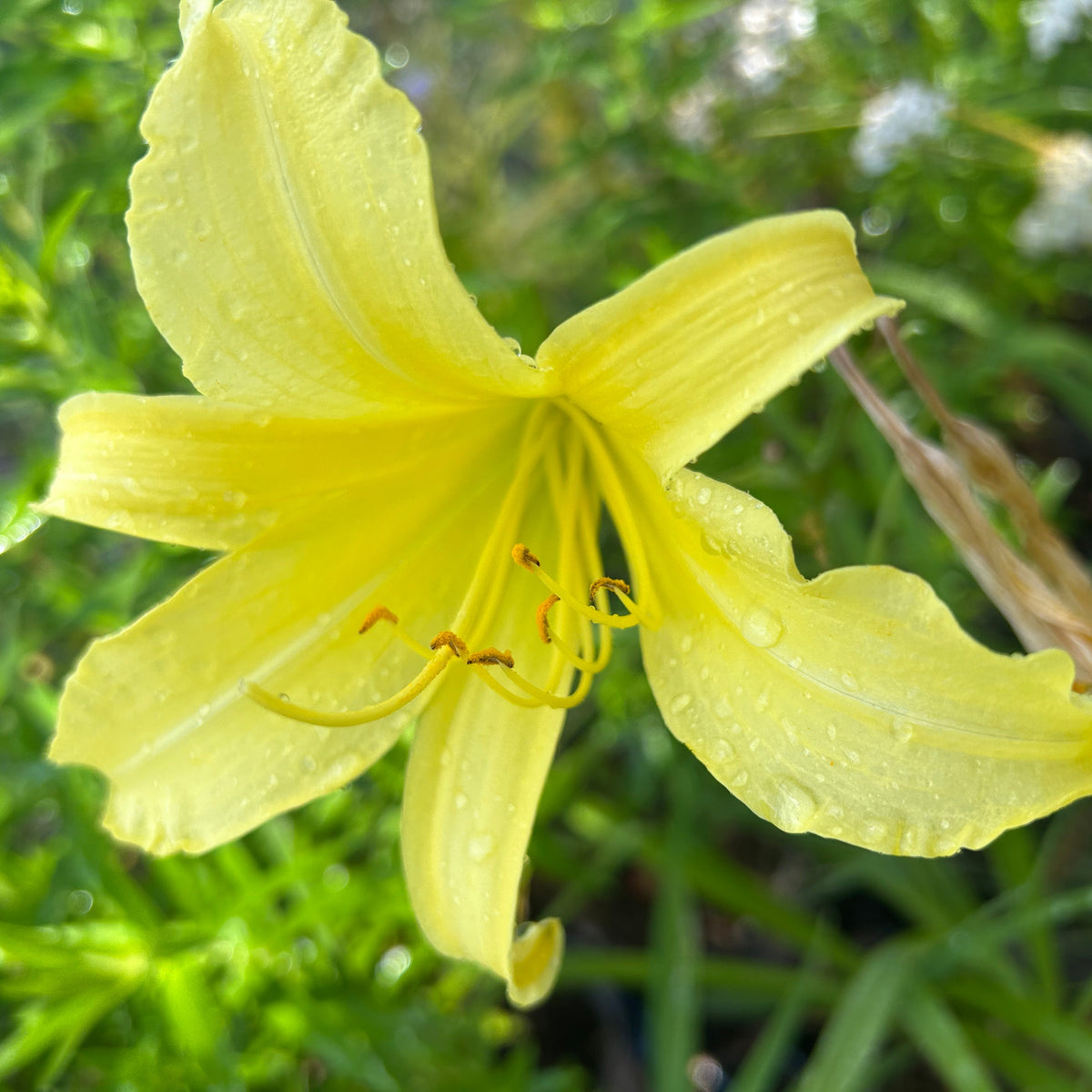 Hemerocallis 'Whichford' (2L)