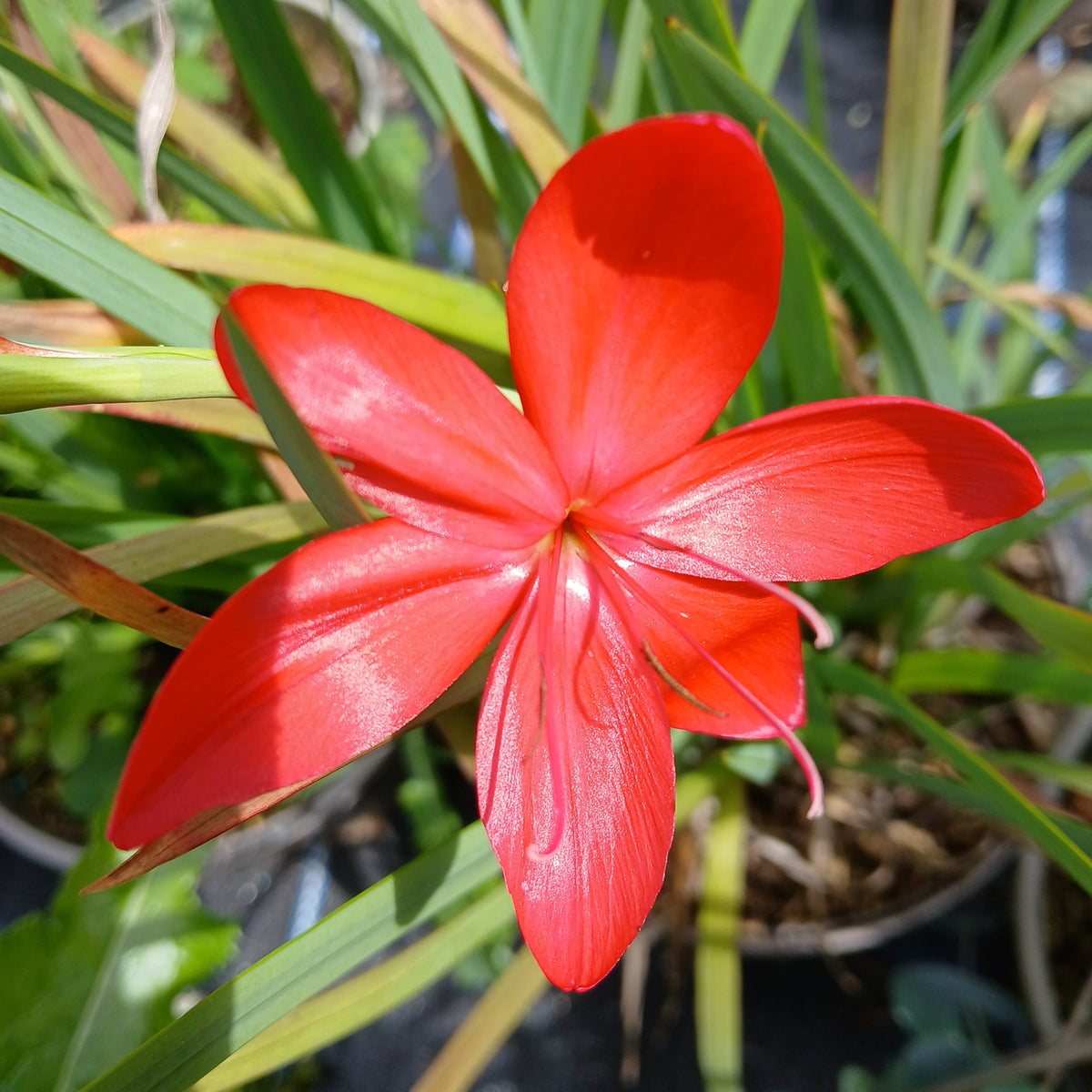 Hesperantha coccinea 'Major' (2L)
