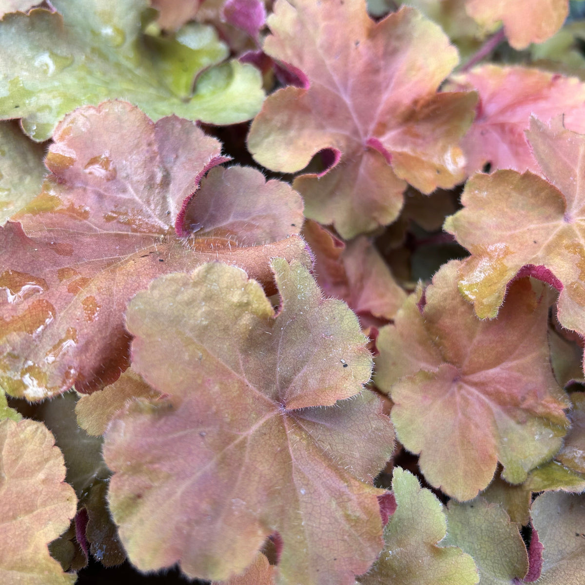 Heuchera 'Caramel' (9cm) (PBR)
