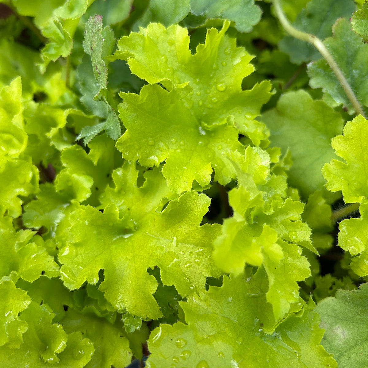 Heuchera 'Lime Marmalade' (9cm)