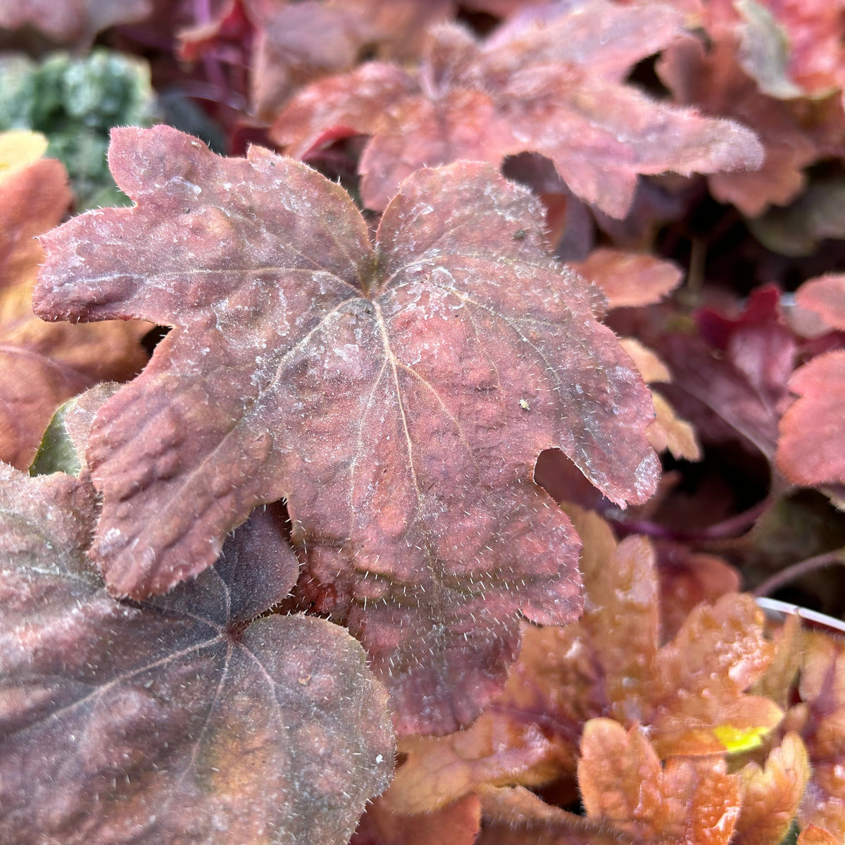 x Heucherella 'Sweet Tea' (9cm)