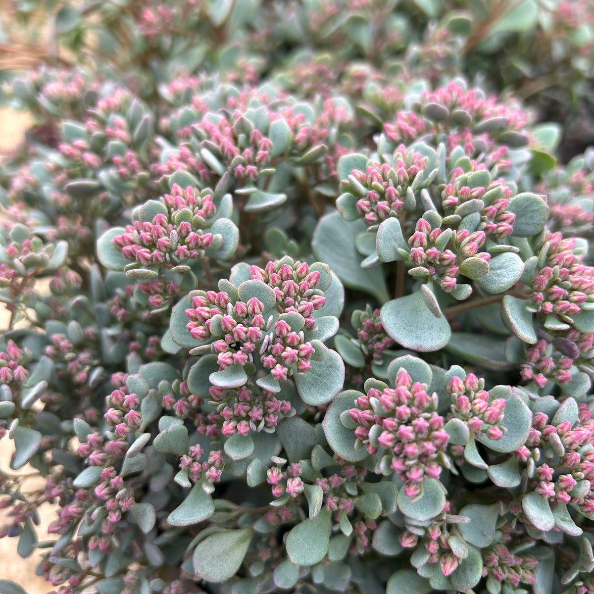Hylotelephium cauticola 'Coca Cola' (2L)