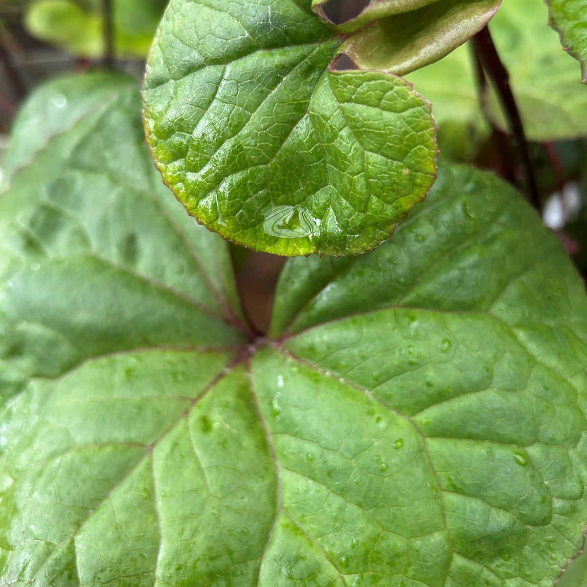Ligularia dentata 'Othello' (3L)