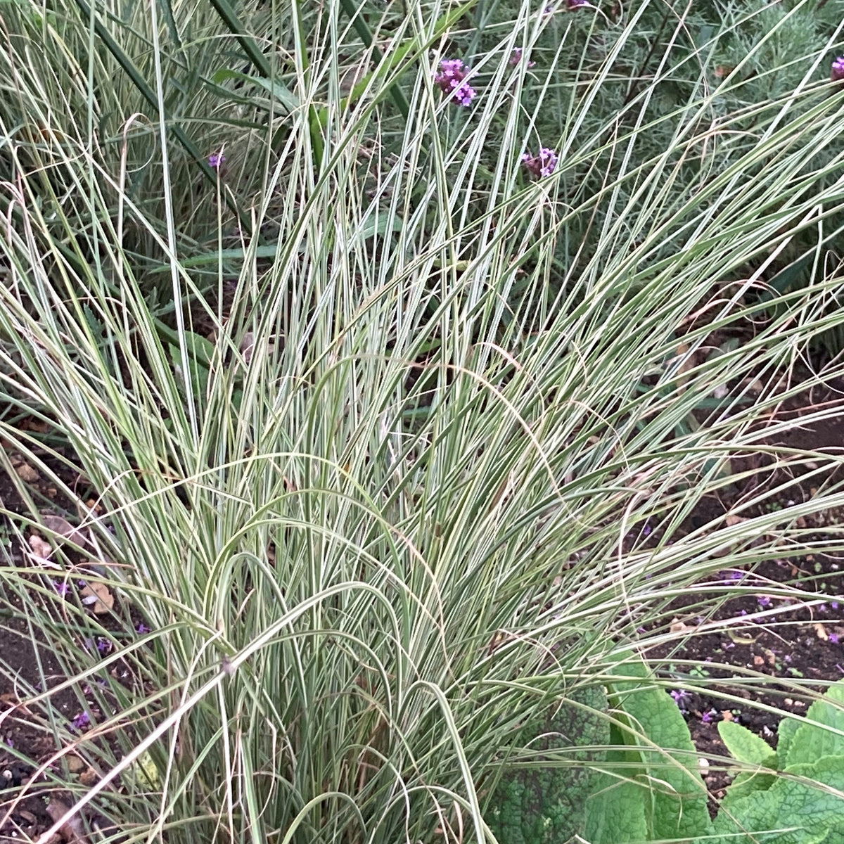 Miscanthus sinensis 'Morning Light' (2L)