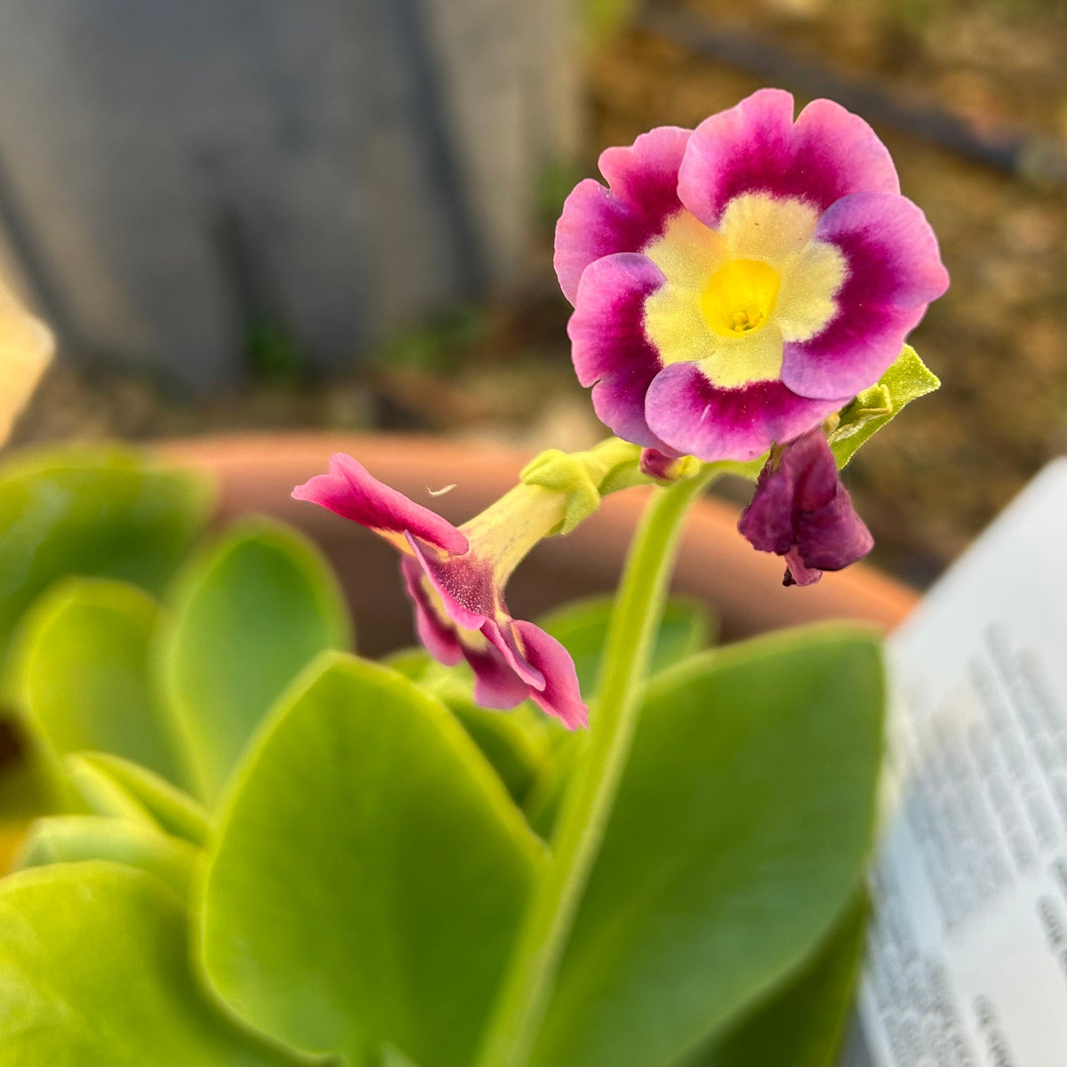 Primula auricula 'Mixed' (9cm)