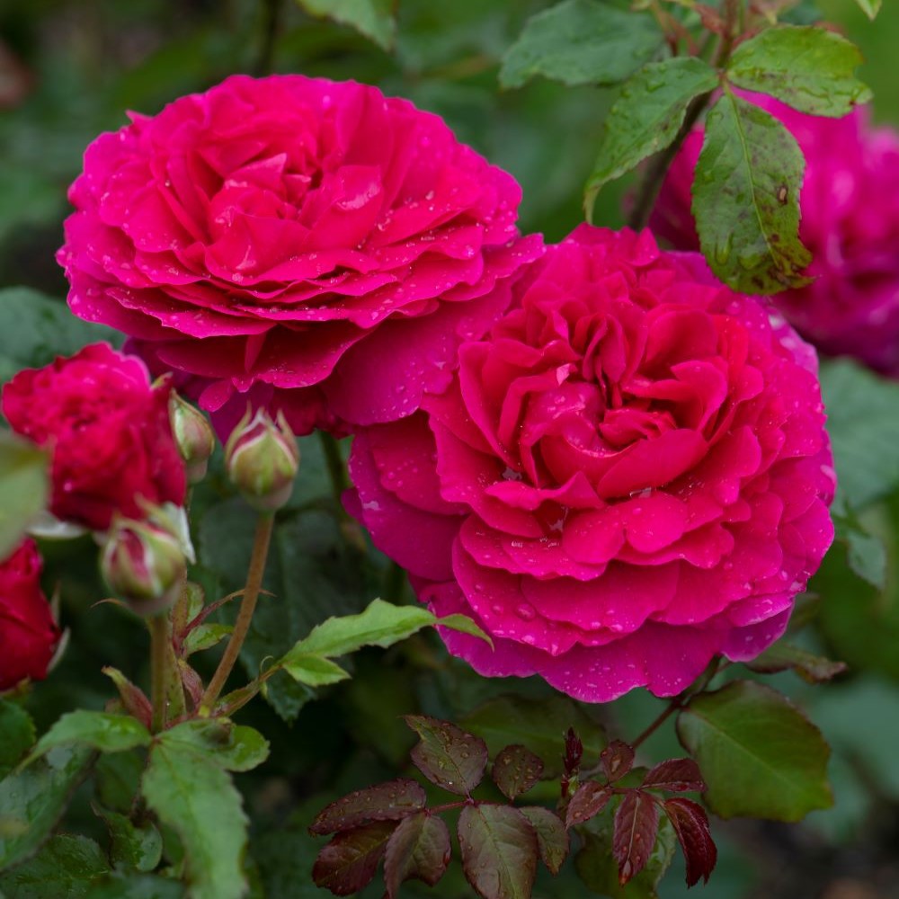 Gabriel Oak (English Shrub)