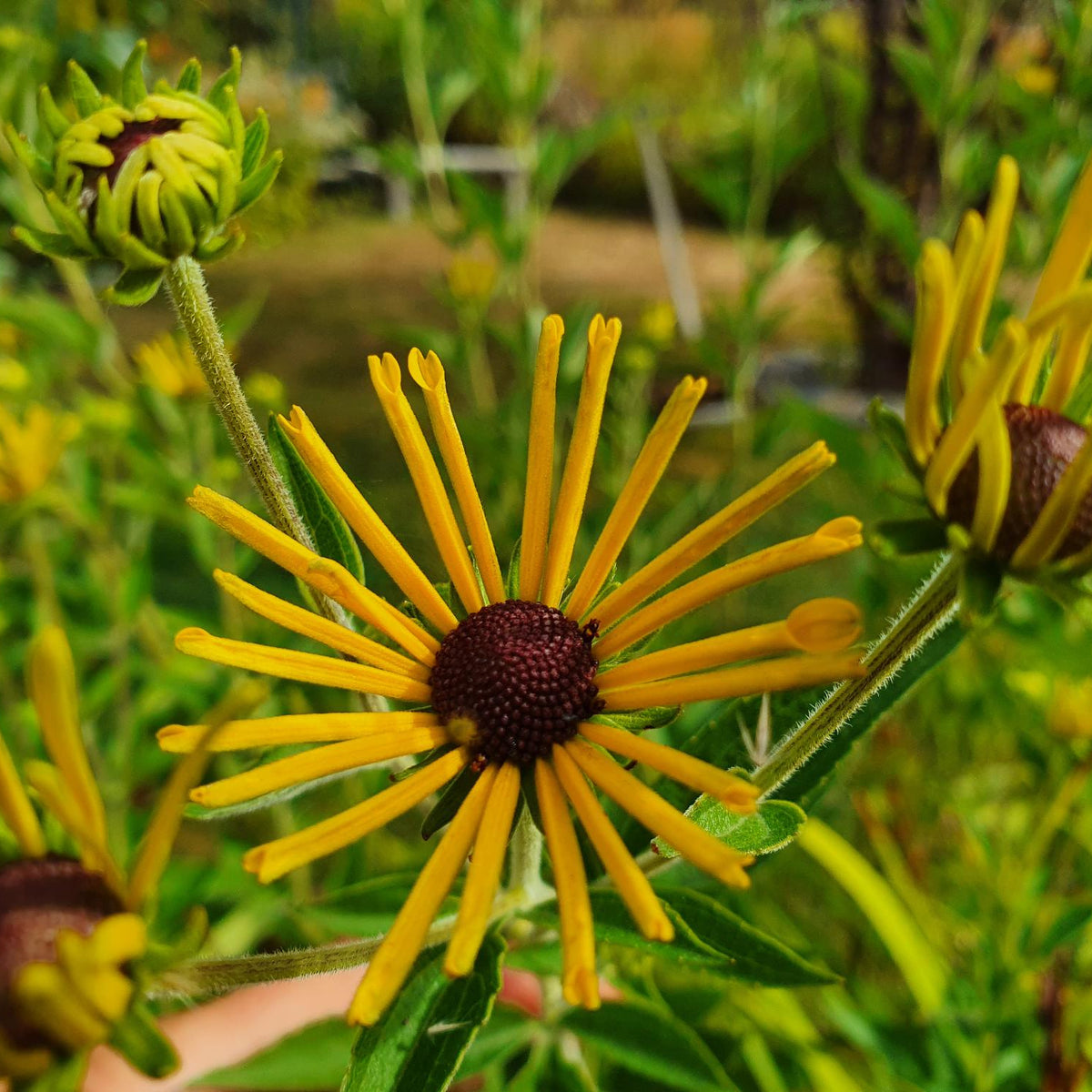 Rudbeckia subtomentosa 'Henry Eilers' (2L)