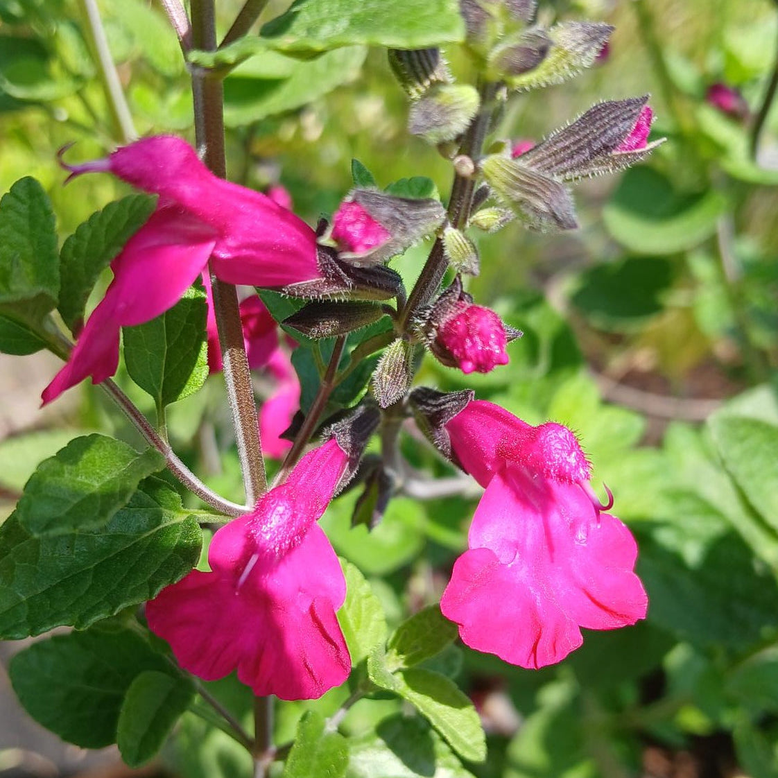Salvia 'Neon' (2L)