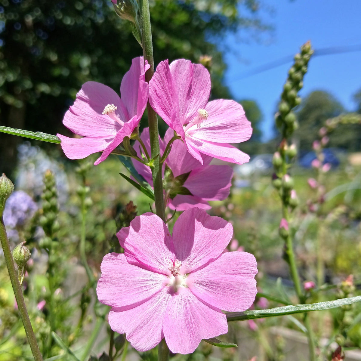 Sidalcea 'Rose Queen' (2L)