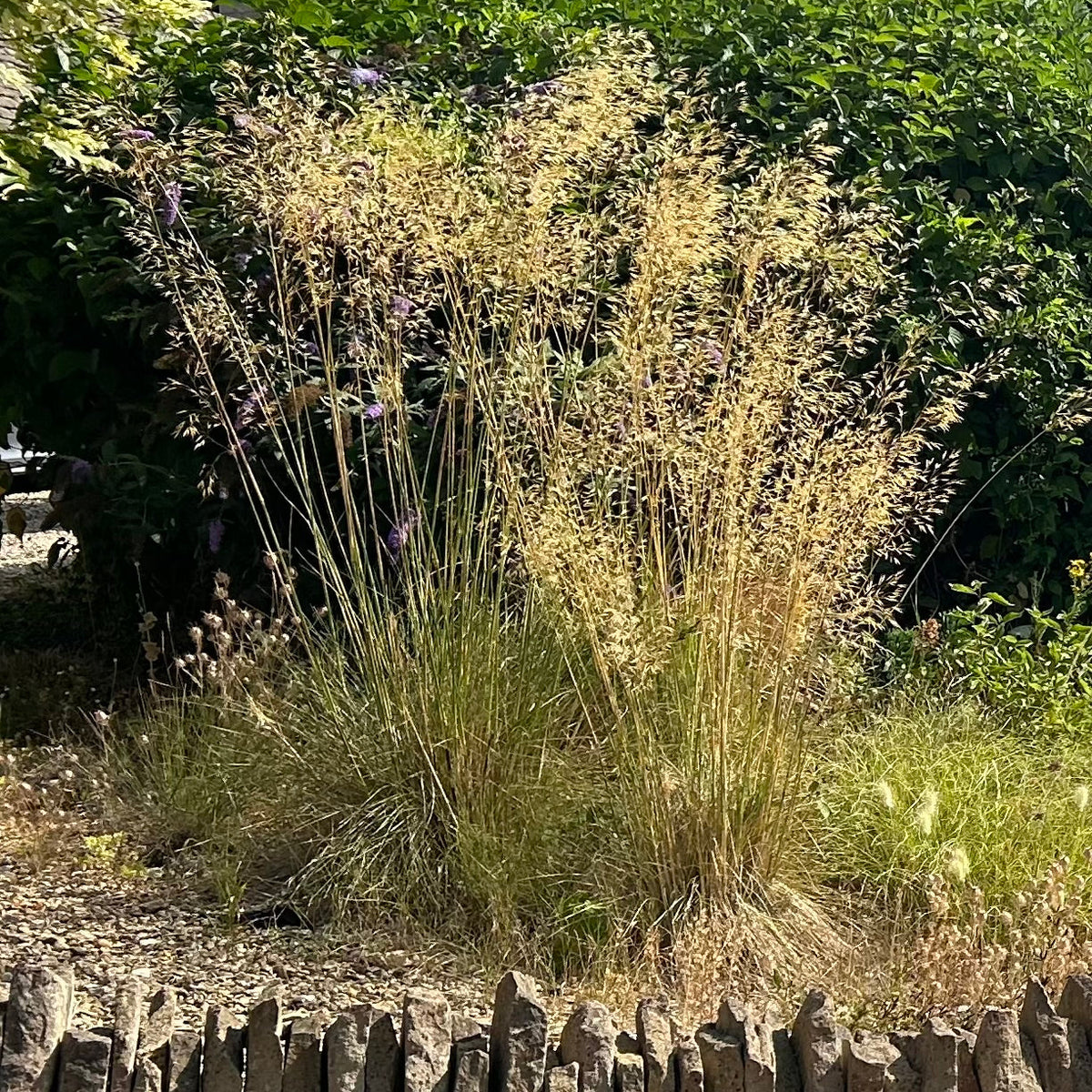 Stipa gigantea (2L)