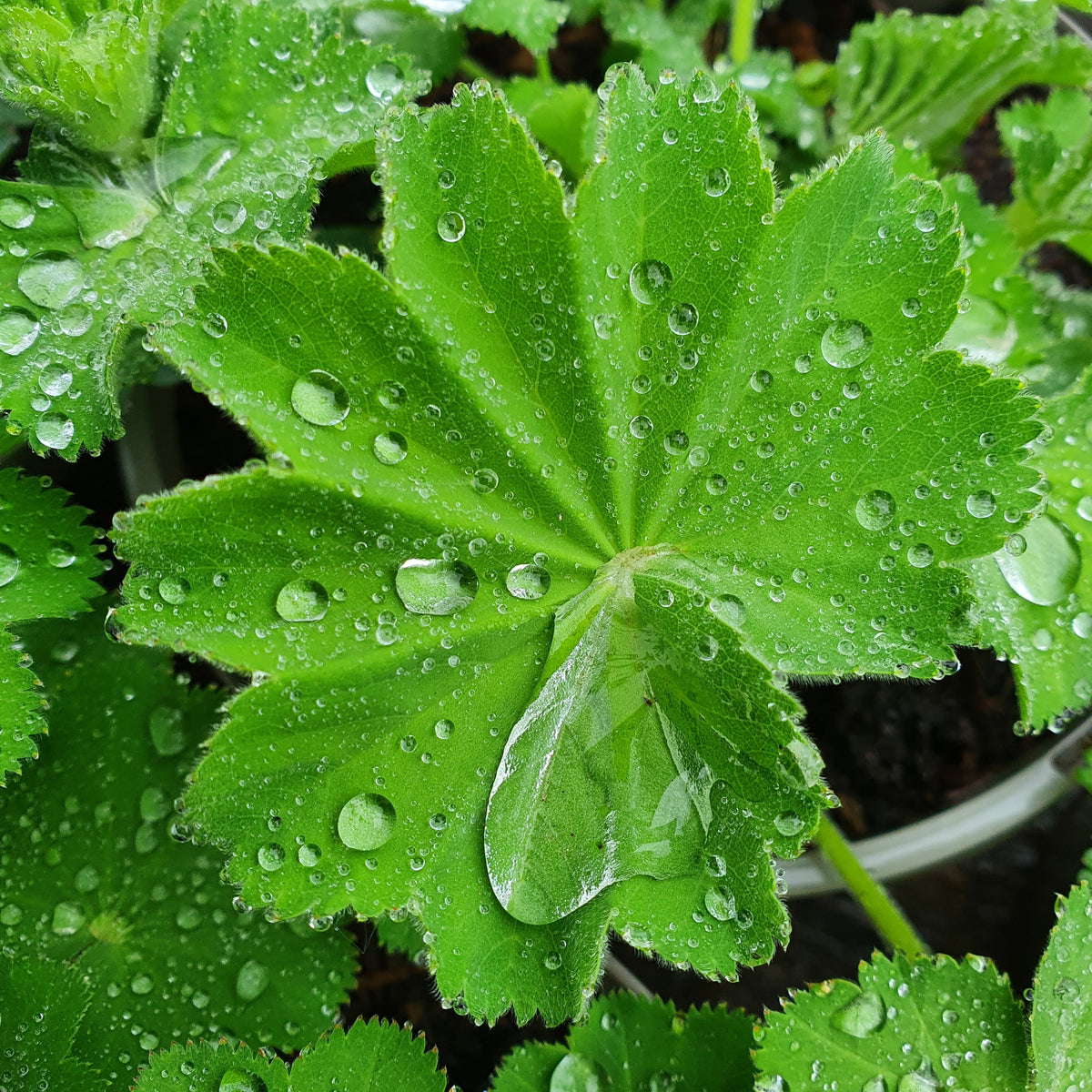Alchemilla mollis (2L)