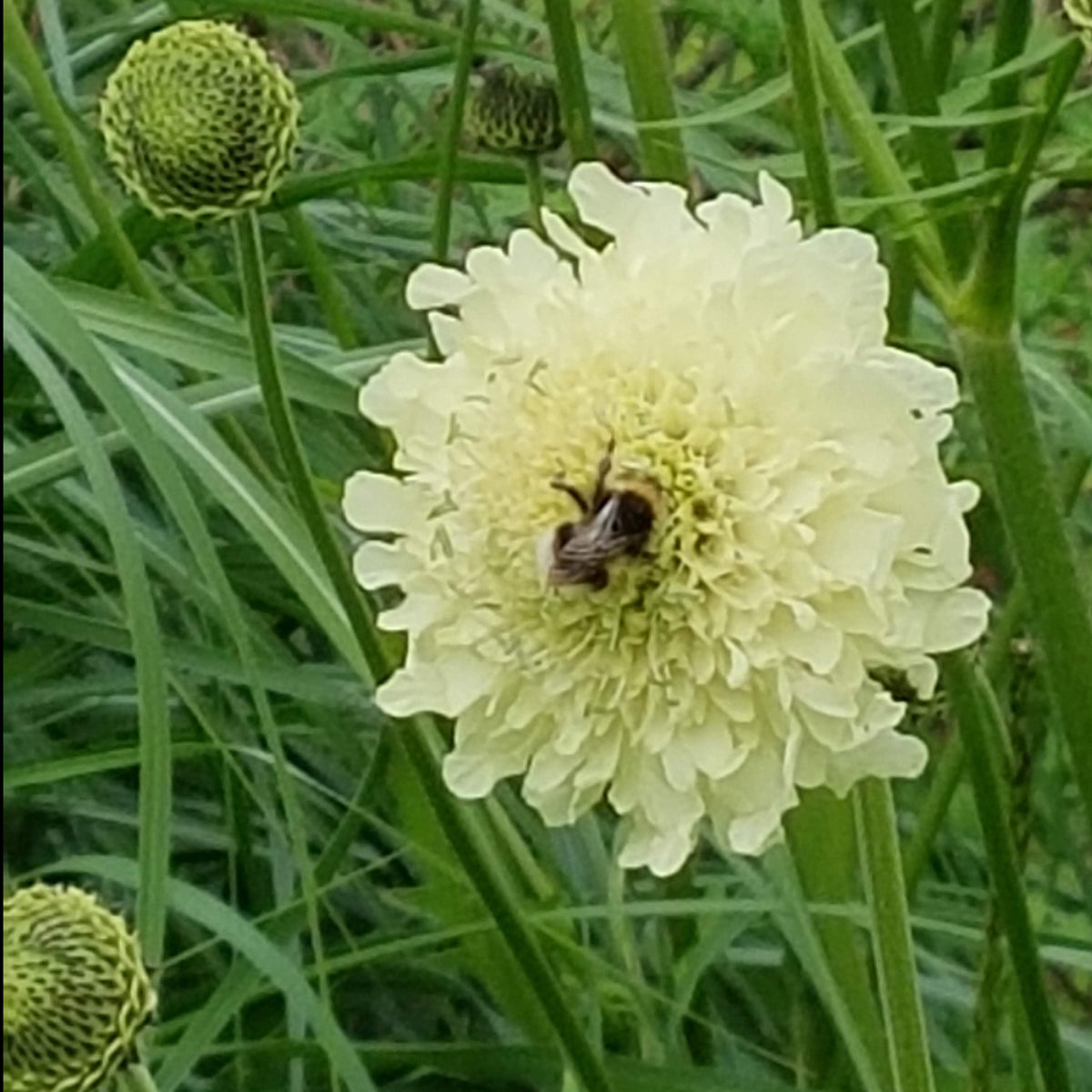Cephalaria gigantea (2L)