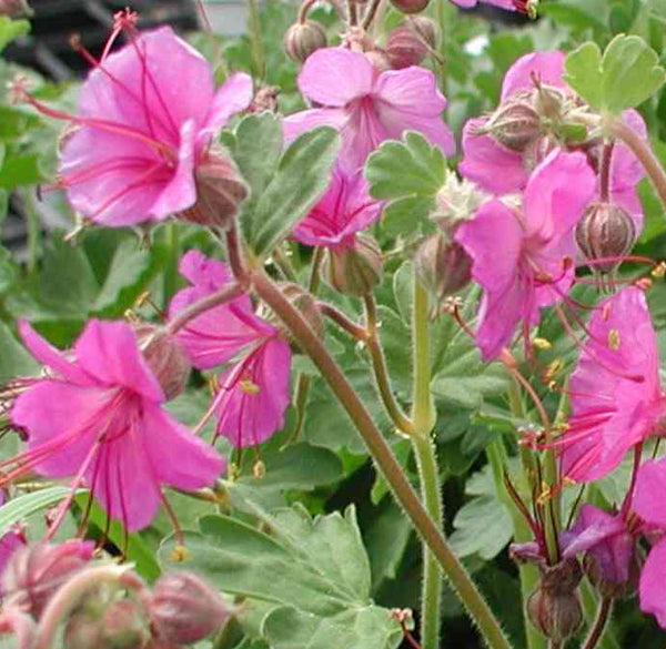 Geranium macrorrhizum 'Bevan's Variety' (1L)
