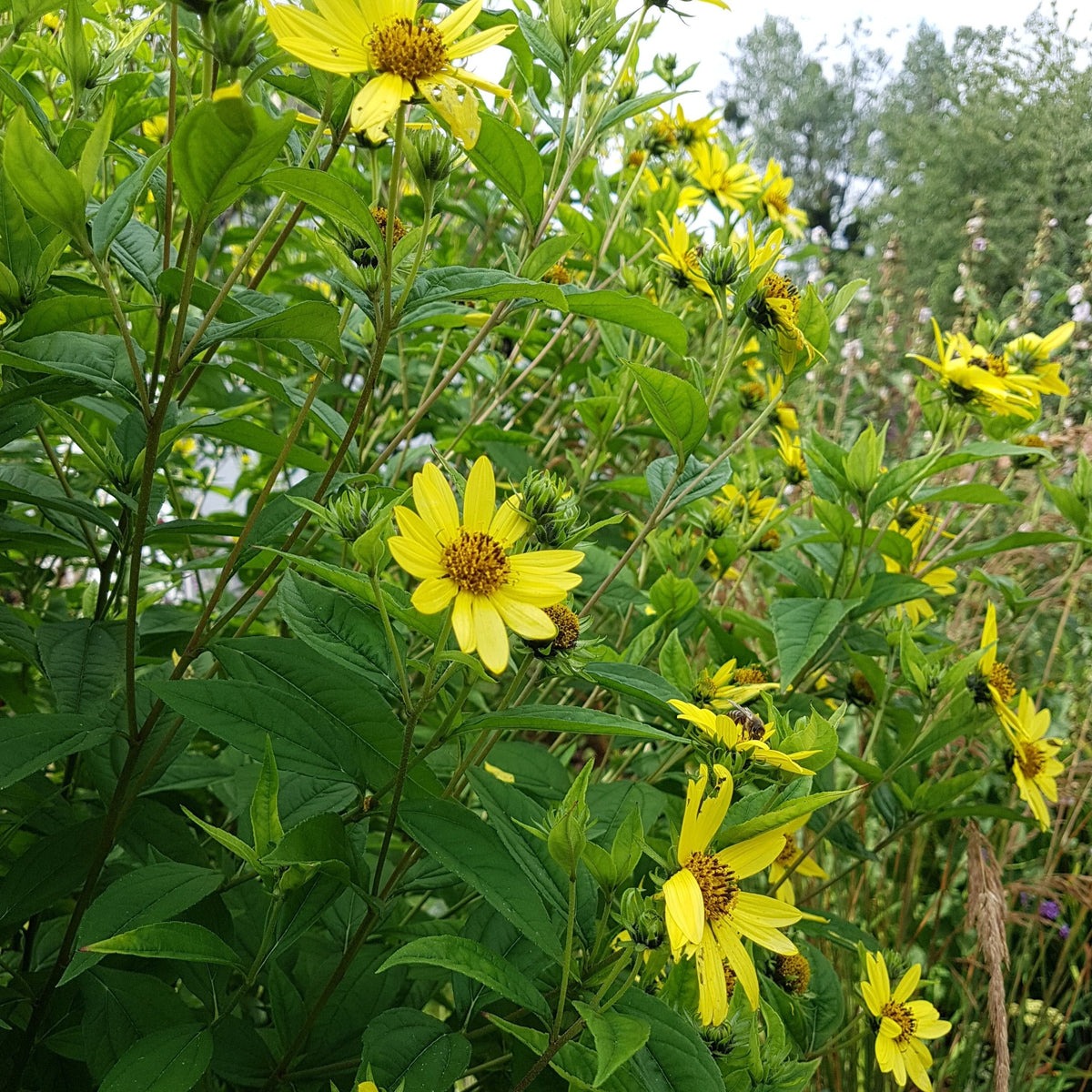 Helianthus 'Lemon Queen' (2L)