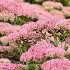 Hylotelephium 'Herbstfreude' ('Autumn Joy' ) (2L)