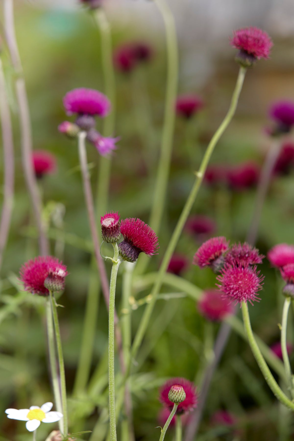 Pollinator Friendly