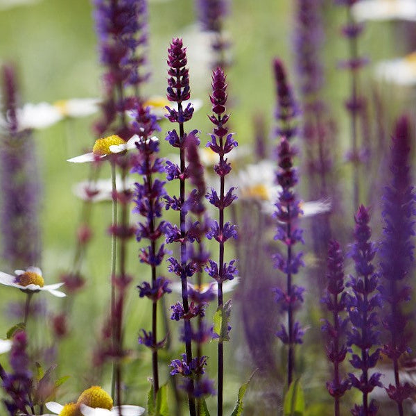 Perennials A-Z