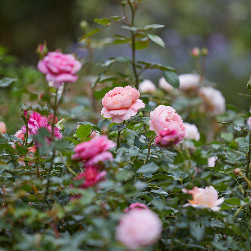 David Austin Roses