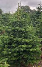 Christmas trees at Exedra Nursery Painswick