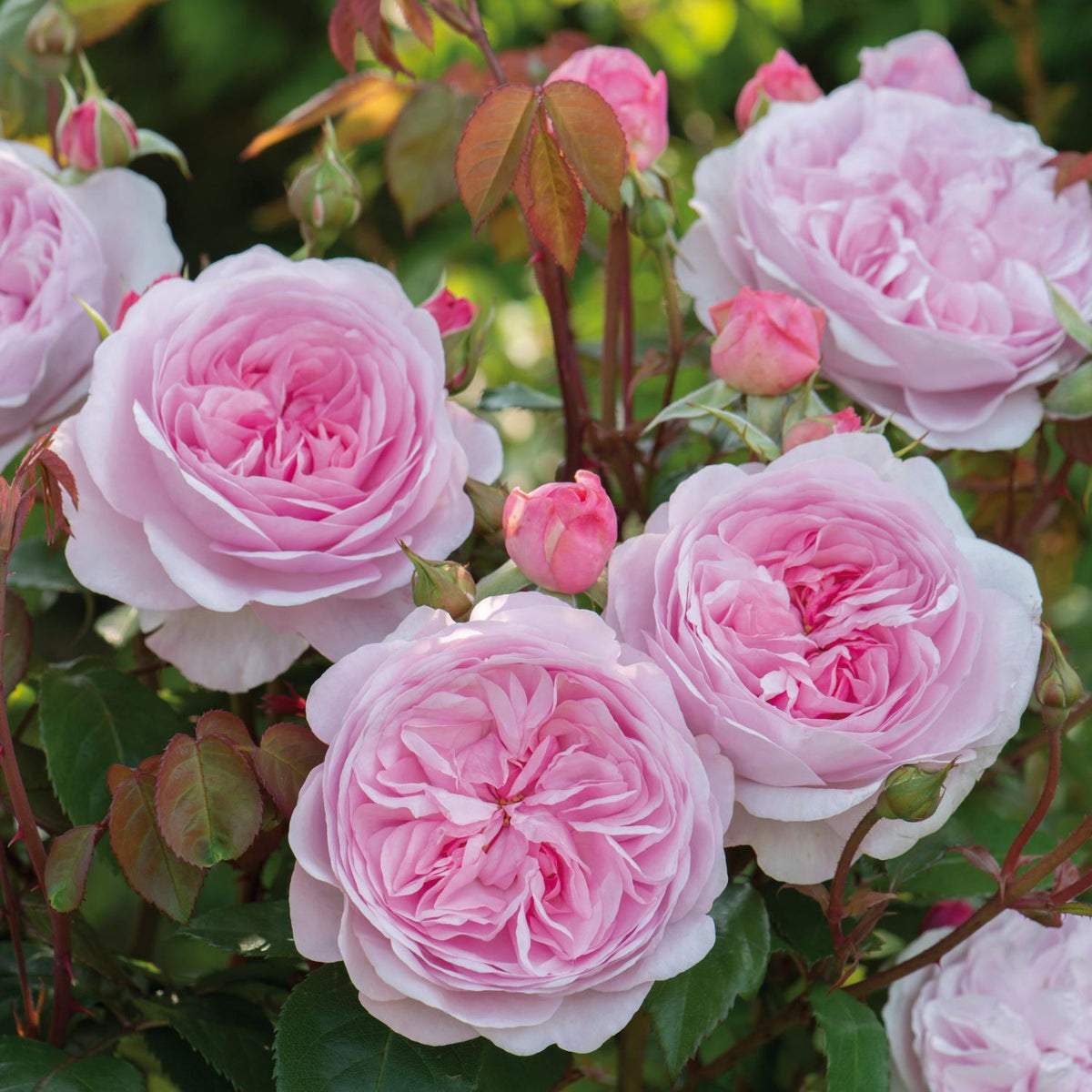 Olivia Rose Austin(English Shrub)