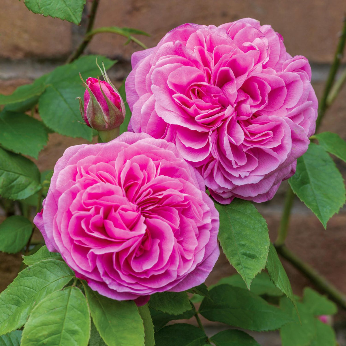 Gertrude Jekyll (English Shrub)