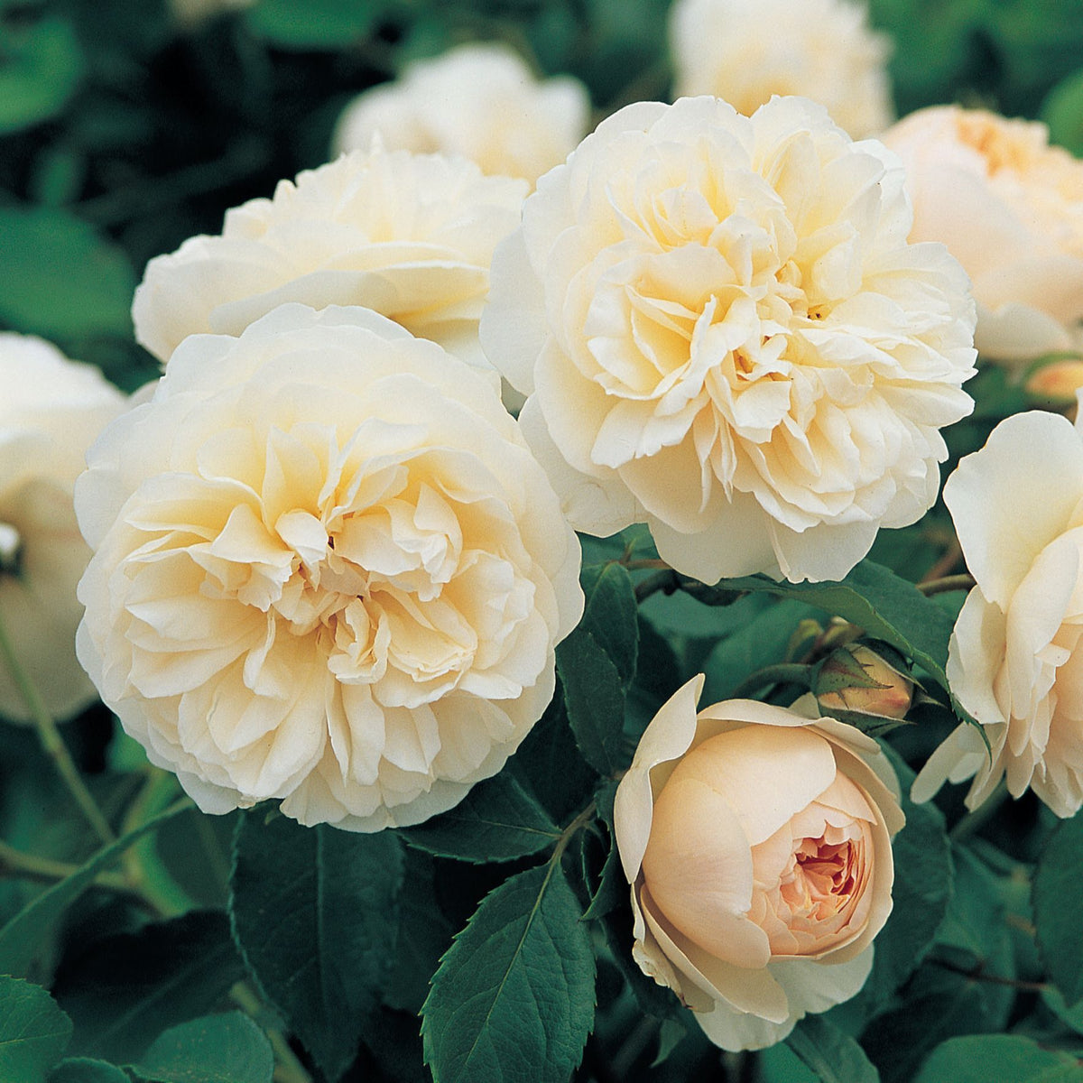 Lichfield Angel (English Shrub)