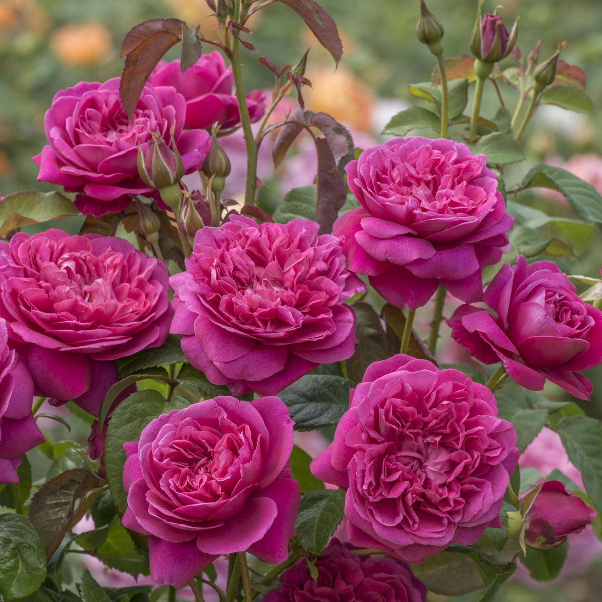 James L Austin (English Shrub)