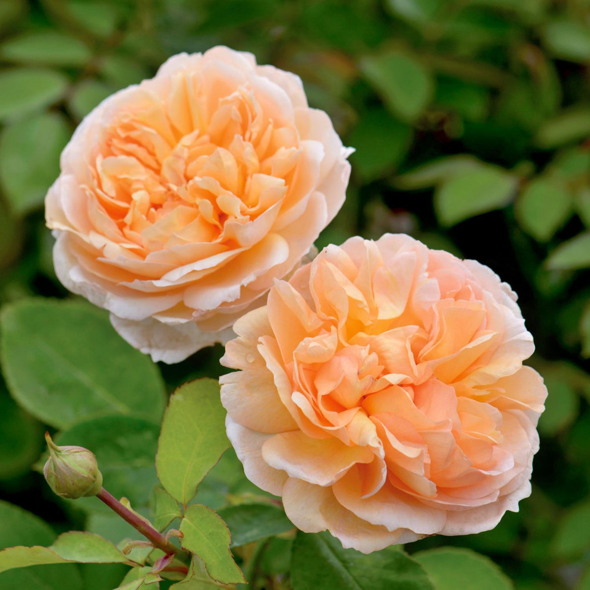 The Lady Gardener (English Shrub)