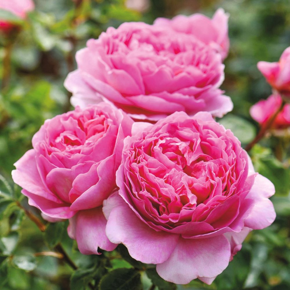 Princess Alexandra of Kent (English Shrub)