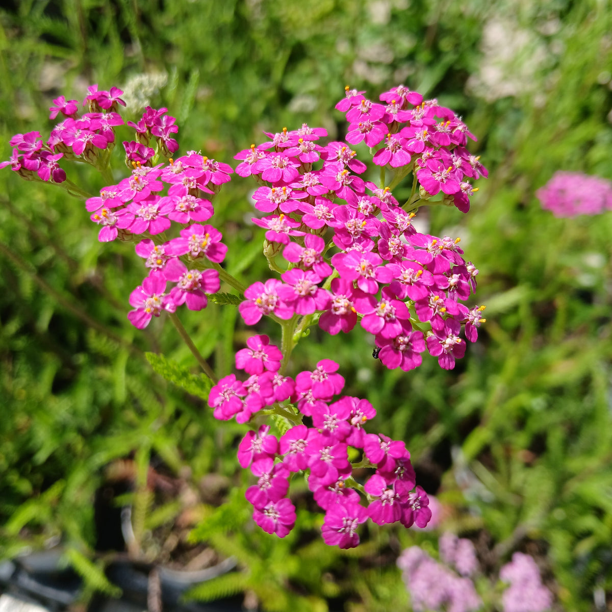 Achillea millefolium 'Cerise Queen' (1L)