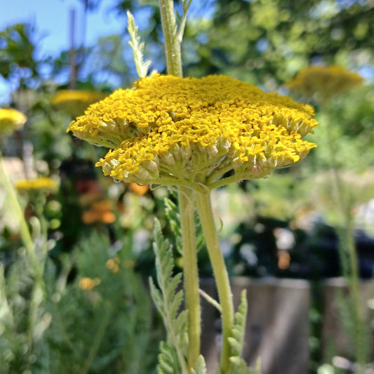 Achillea filipendulina 'Gold Plate' (2L)