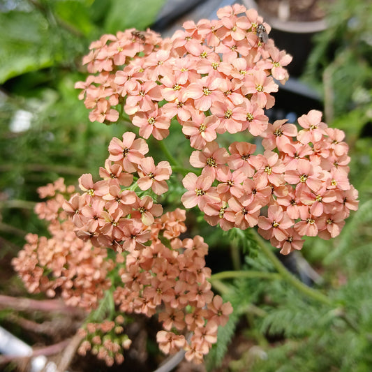 Achillea 'Lachsschönheit' ('Salmon Beauty') (2L)