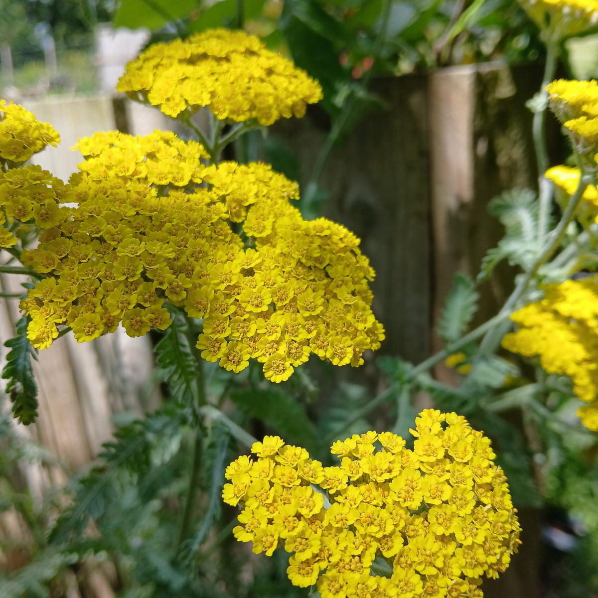 Achillea 'Moonshine' (2L)