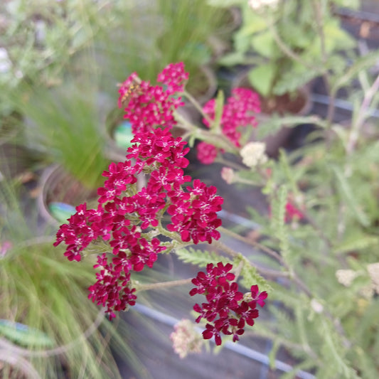 Achillea 'Summerwine' (2L)