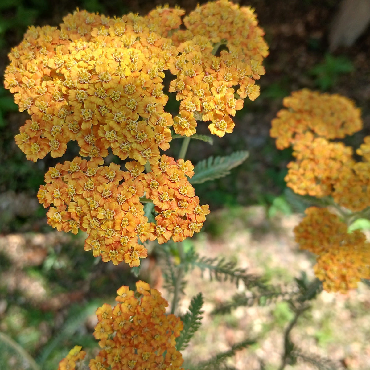 Achillea 'Terracotta' (2L)